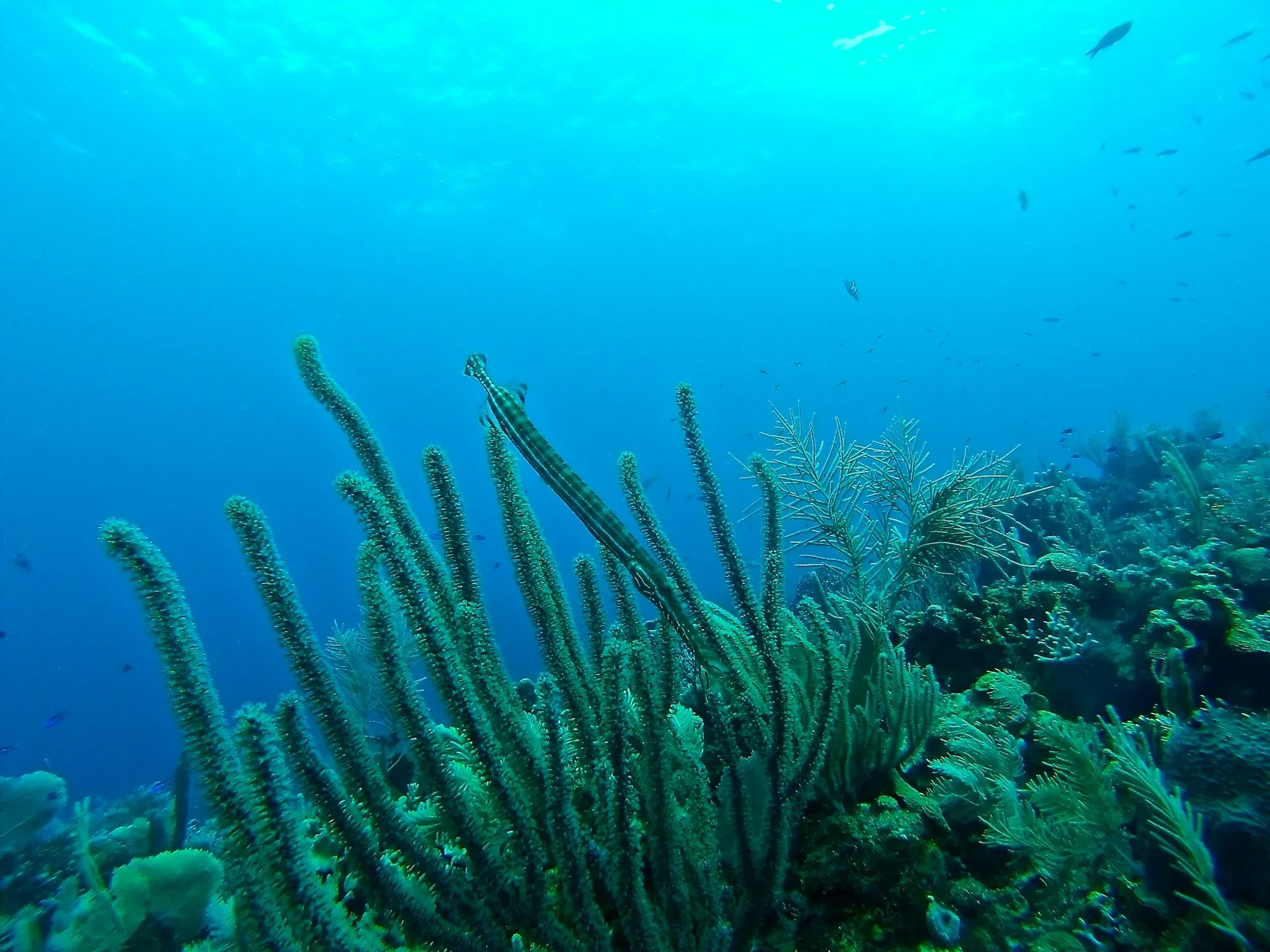 Snorkel en el arrecife