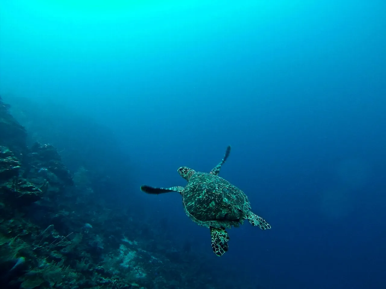 Snorkel en el arrecife